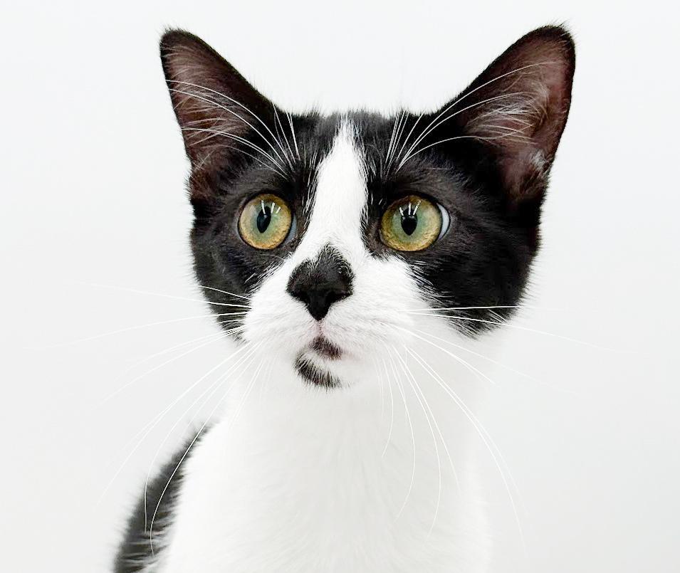 Muffin is such a mush! Kitten angel! Loves Biscuit her sister!, an adoptable mixed breed in Bedford Hills, NY image 1/6
