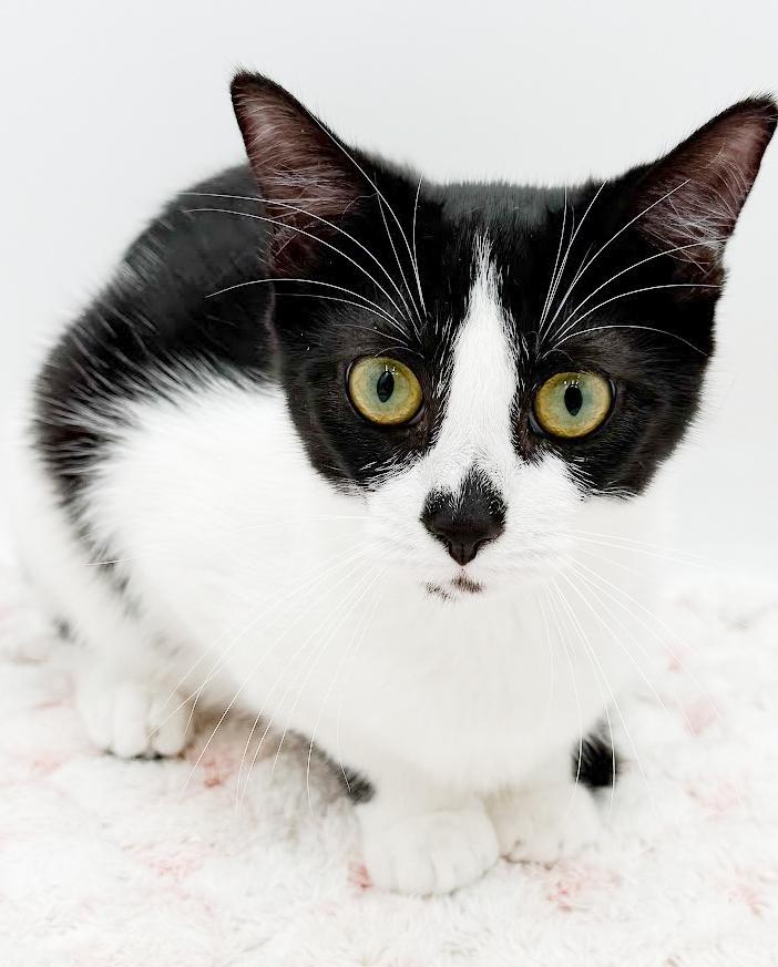 Muffin is such a mush! Kitten angel! Loves Biscuit her sister!, an adoptable mixed breed in Bedford Hills, NY image 6/6