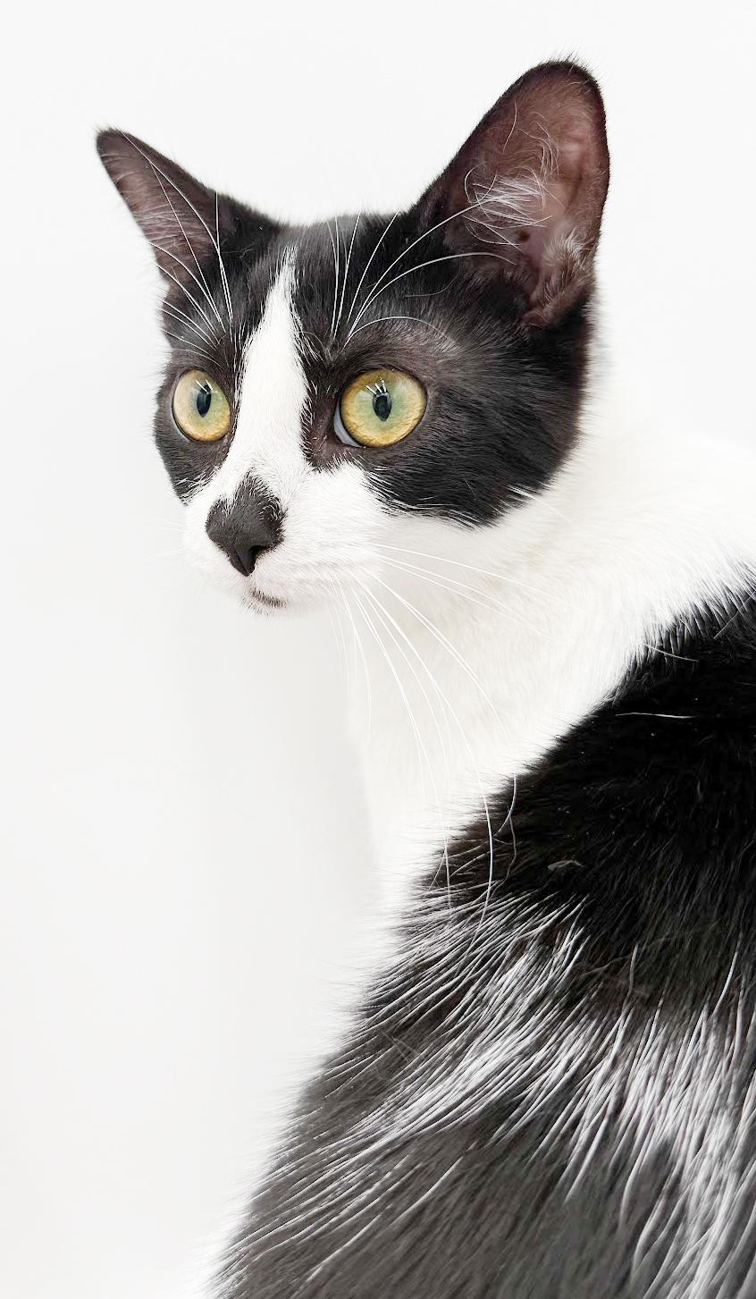 Muffin is such a mush! Kitten angel! Loves Biscuit her sister!, an adoptable mixed breed in Bedford Hills, NY image 2/6