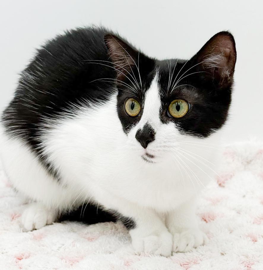 Muffin is such a mush! Kitten angel! Loves Biscuit her sister!, an adoptable mixed breed in Bedford Hills, NY image 3/6