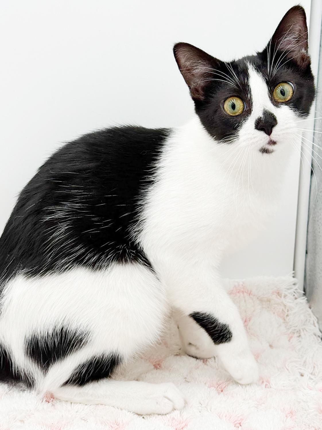 Muffin is such a mush! Kitten angel! Loves Biscuit her sister!, an adoptable mixed breed in Bedford Hills, NY image 4/6