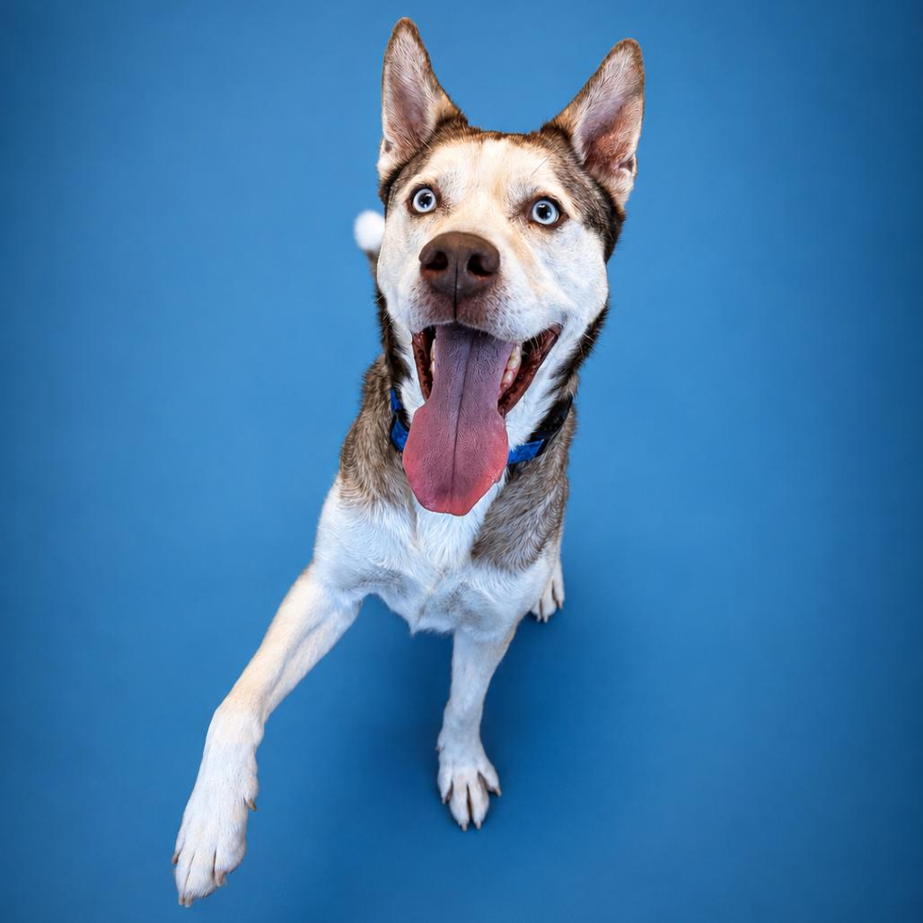 Zontous, Adoptable, Adult Male Husky & Mixed Breed.