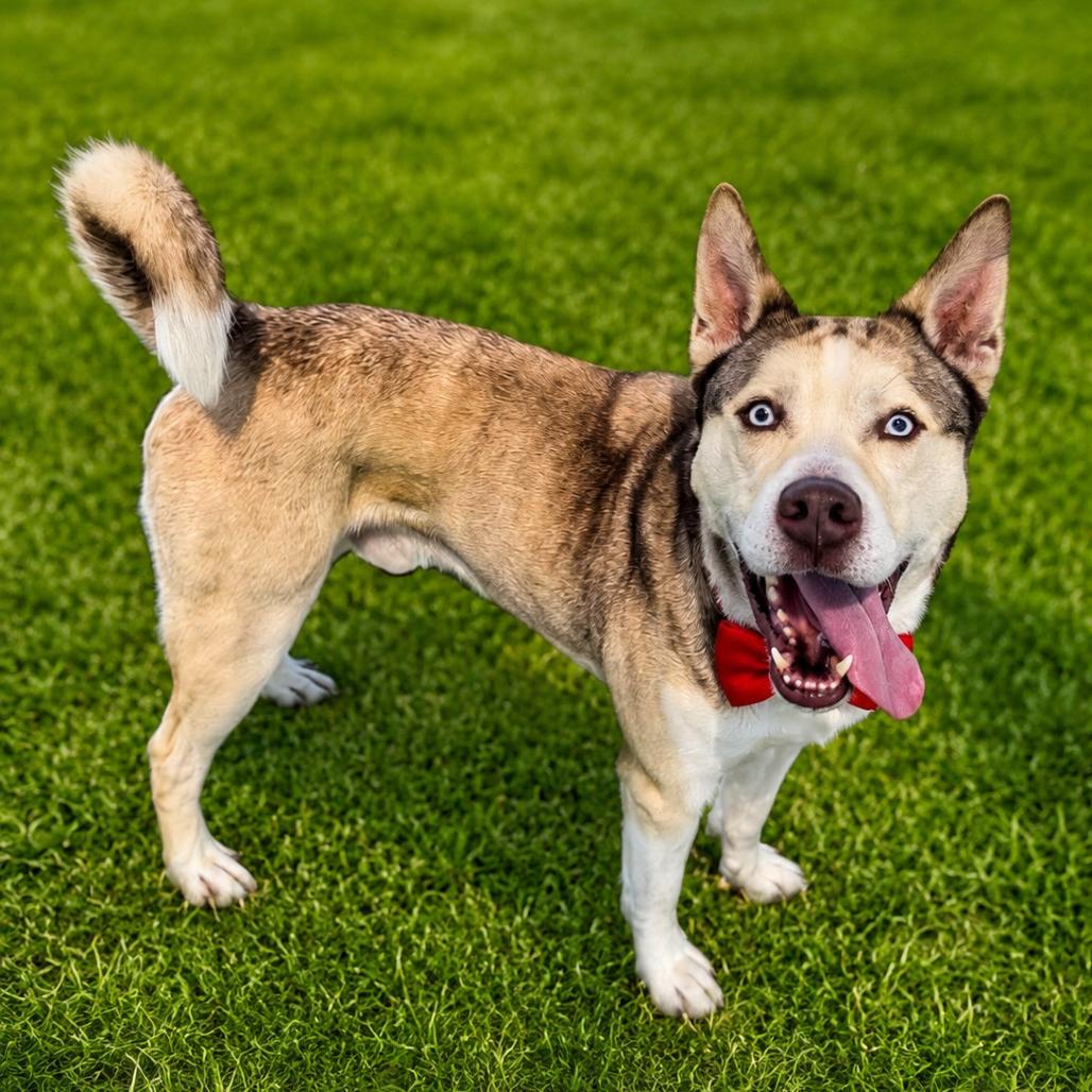 Zontous, a Adoptable mixed breed in Binghamton, NY image 2/5