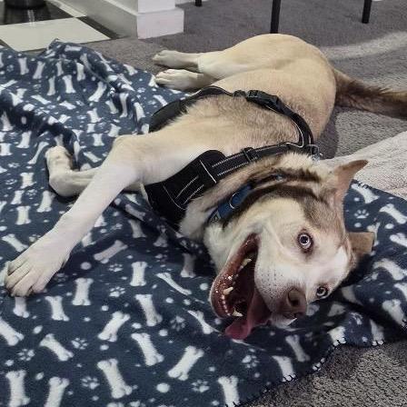 Enlarge Zontous, a Adoptable mixed breed in Binghamton, NY image 3/6