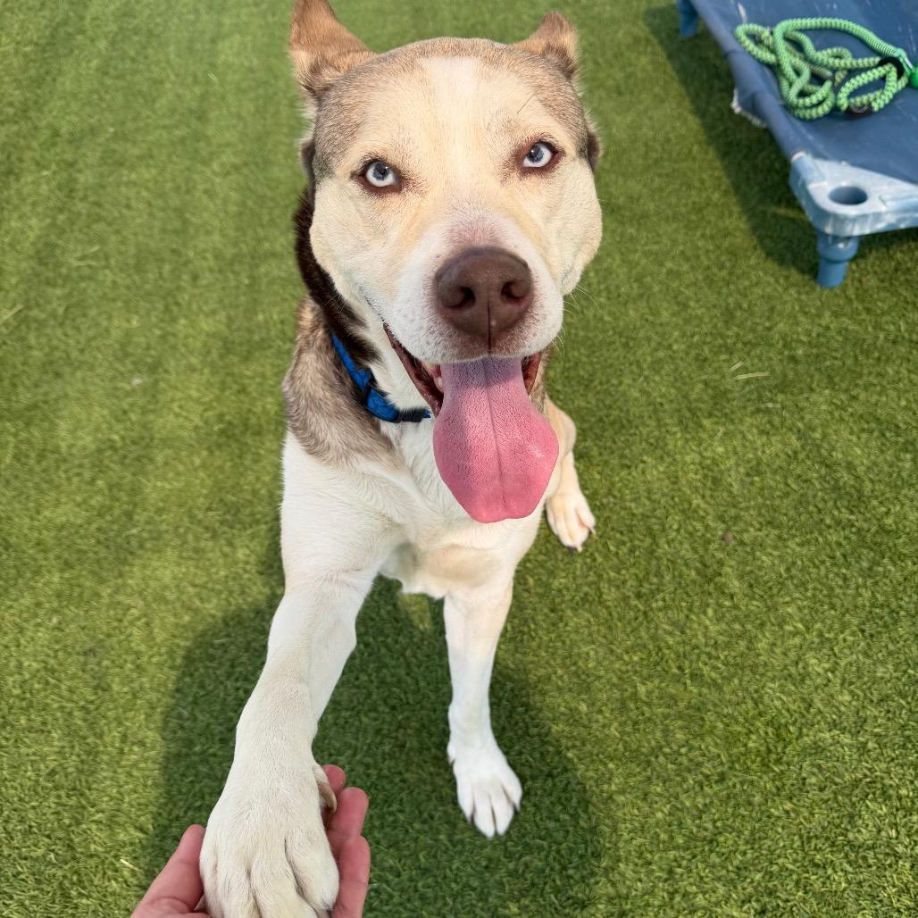 Zontous, a Adoptable mixed breed in Binghamton, NY image 3/5