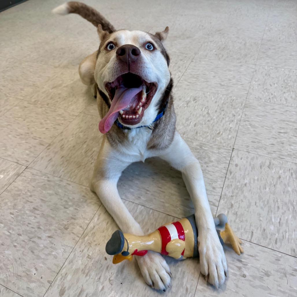 Zontous, a Adoptable mixed breed in Binghamton, NY image 4/5