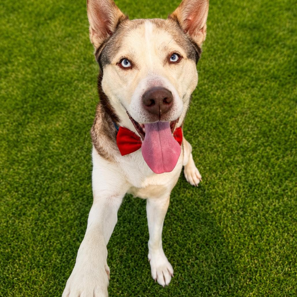 Zontous, a Adoptable mixed breed in Binghamton, NY image 5/5