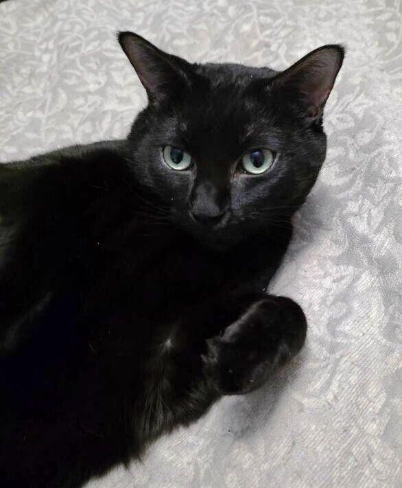 Enlarge Sabrina, a Adoptable mixed breed in Anthem, AZ image 1/6