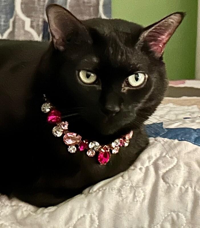 Enlarge Sabrina, a Adoptable mixed breed in Anthem, AZ image 2/6