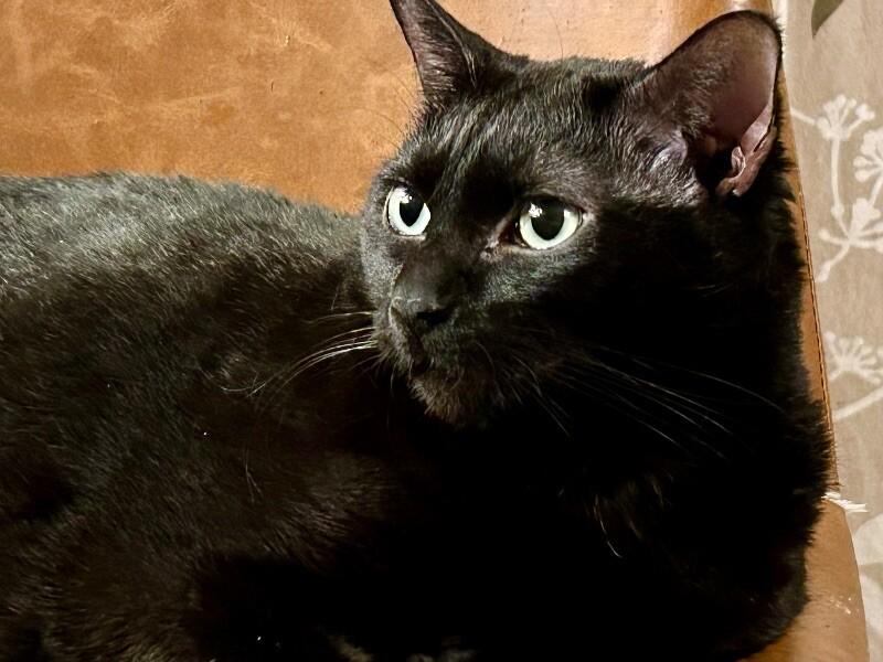 Enlarge Sabrina, a Adoptable mixed breed in Anthem, AZ image 3/6