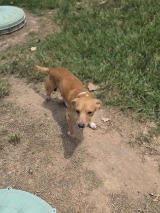 Mustard, Adoptable, Adult Male Terrier & Mixed Breed.