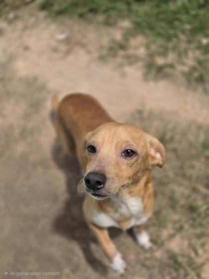 Enlarge Mustard, a Adoptable mixed breed in Houston, TX image 2/3