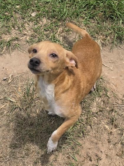 Enlarge Mustard, a Adoptable mixed breed in Houston, TX image 3/3