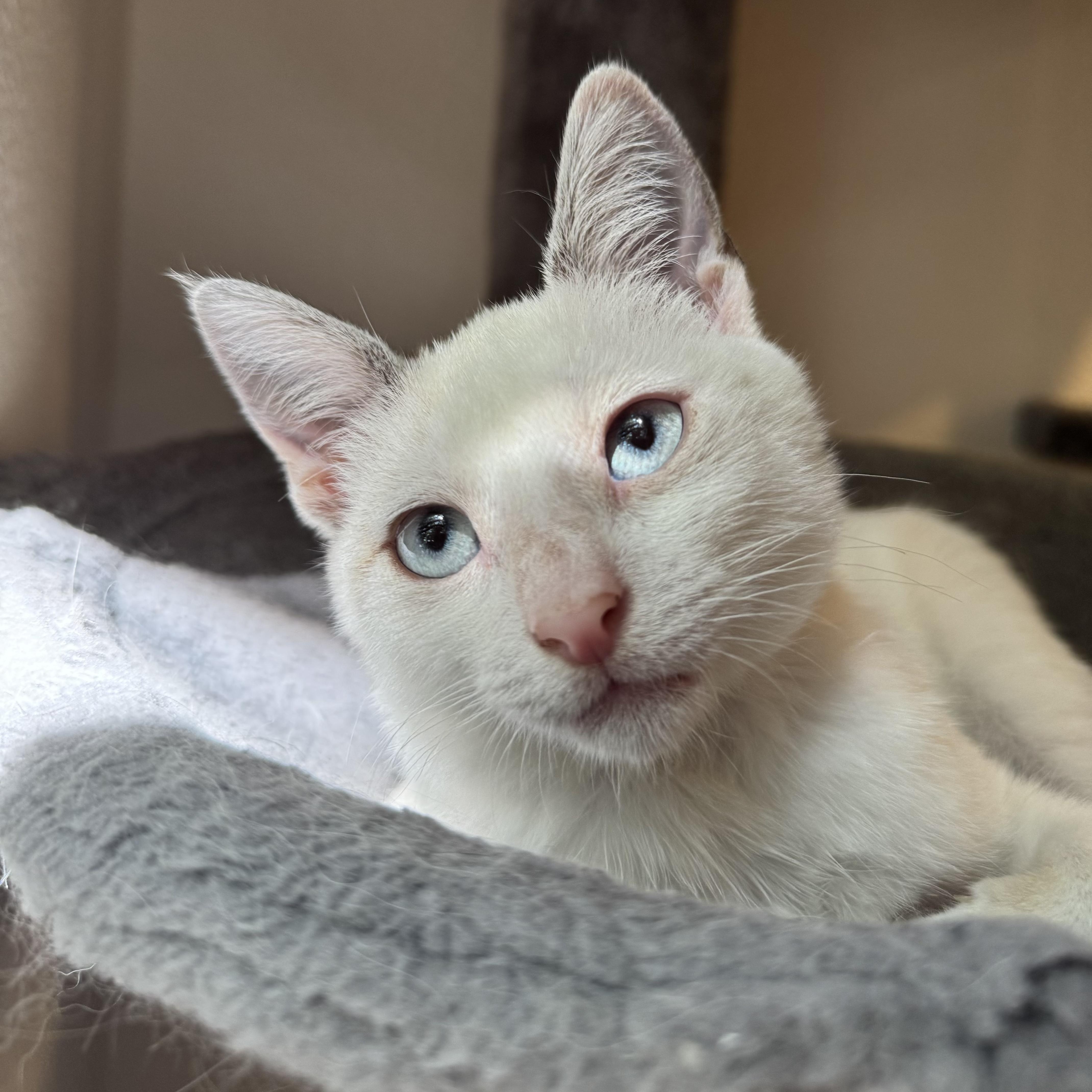 Enlarge Milo (bonded with Pip), a Adoptable mixed breed in Redwood City, CA image 4/6