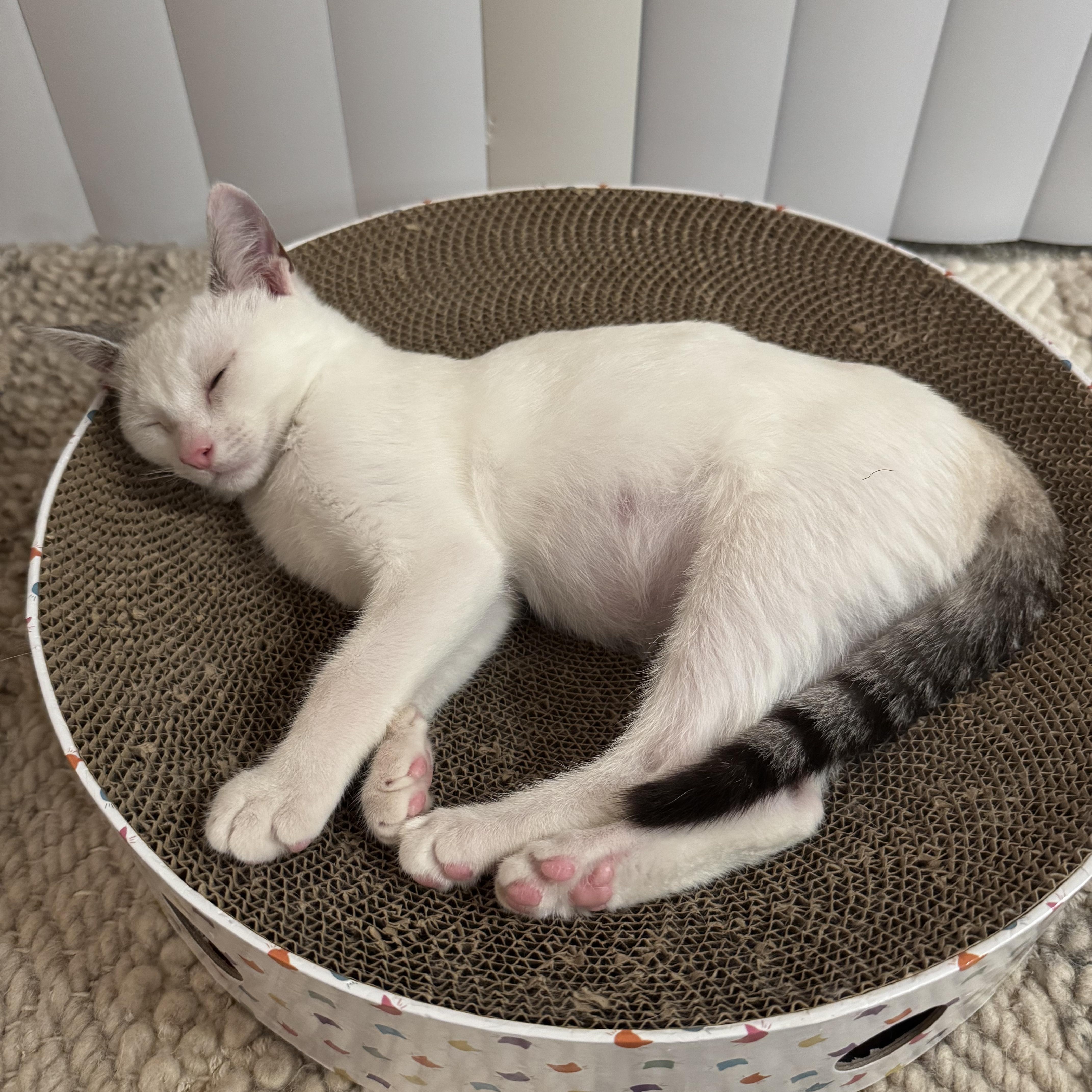 Enlarge Milo (bonded with Pip), a Adoptable mixed breed in Redwood City, CA image 3/6