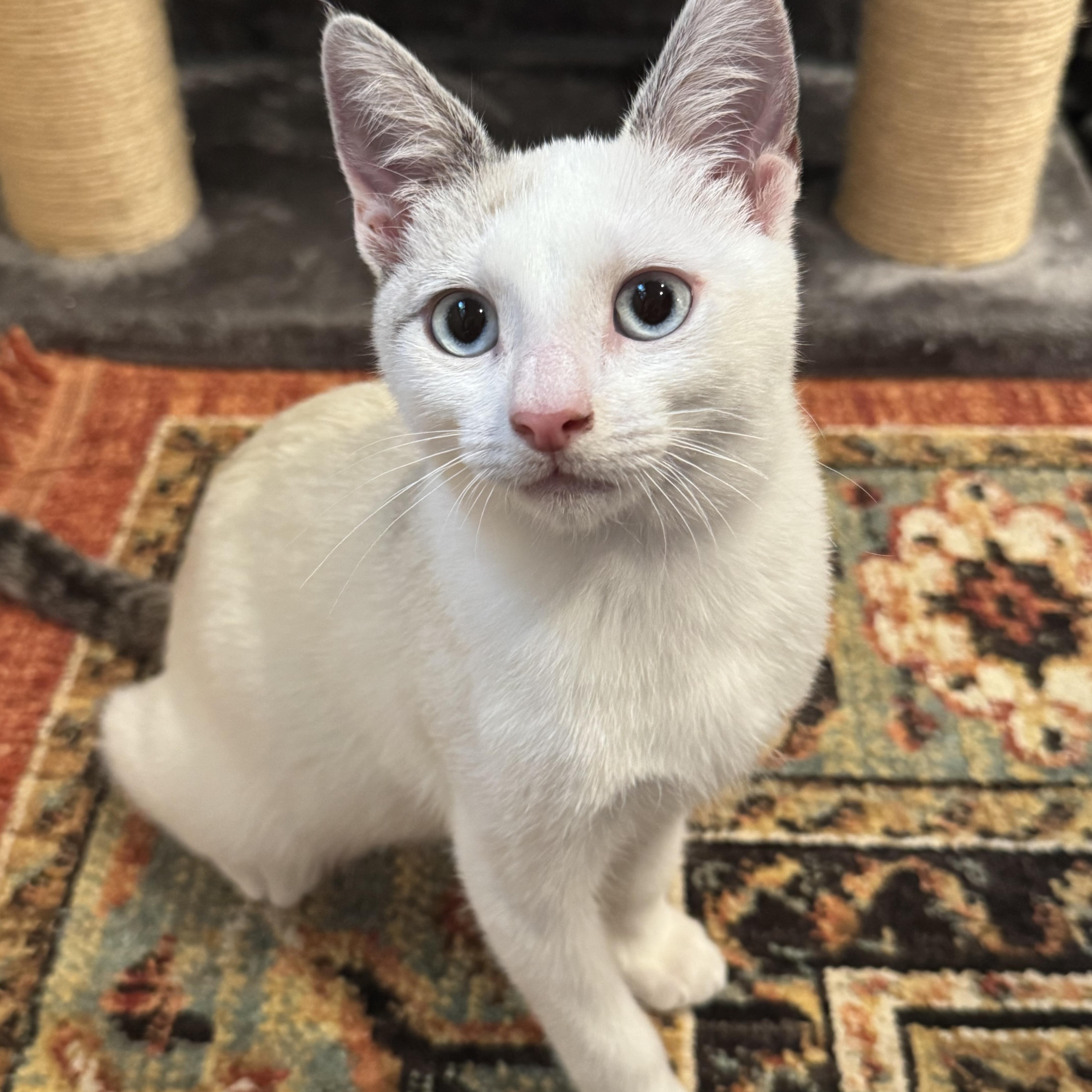 Enlarge Milo (bonded with Pip), a Adoptable mixed breed in Redwood City, CA image 2/6