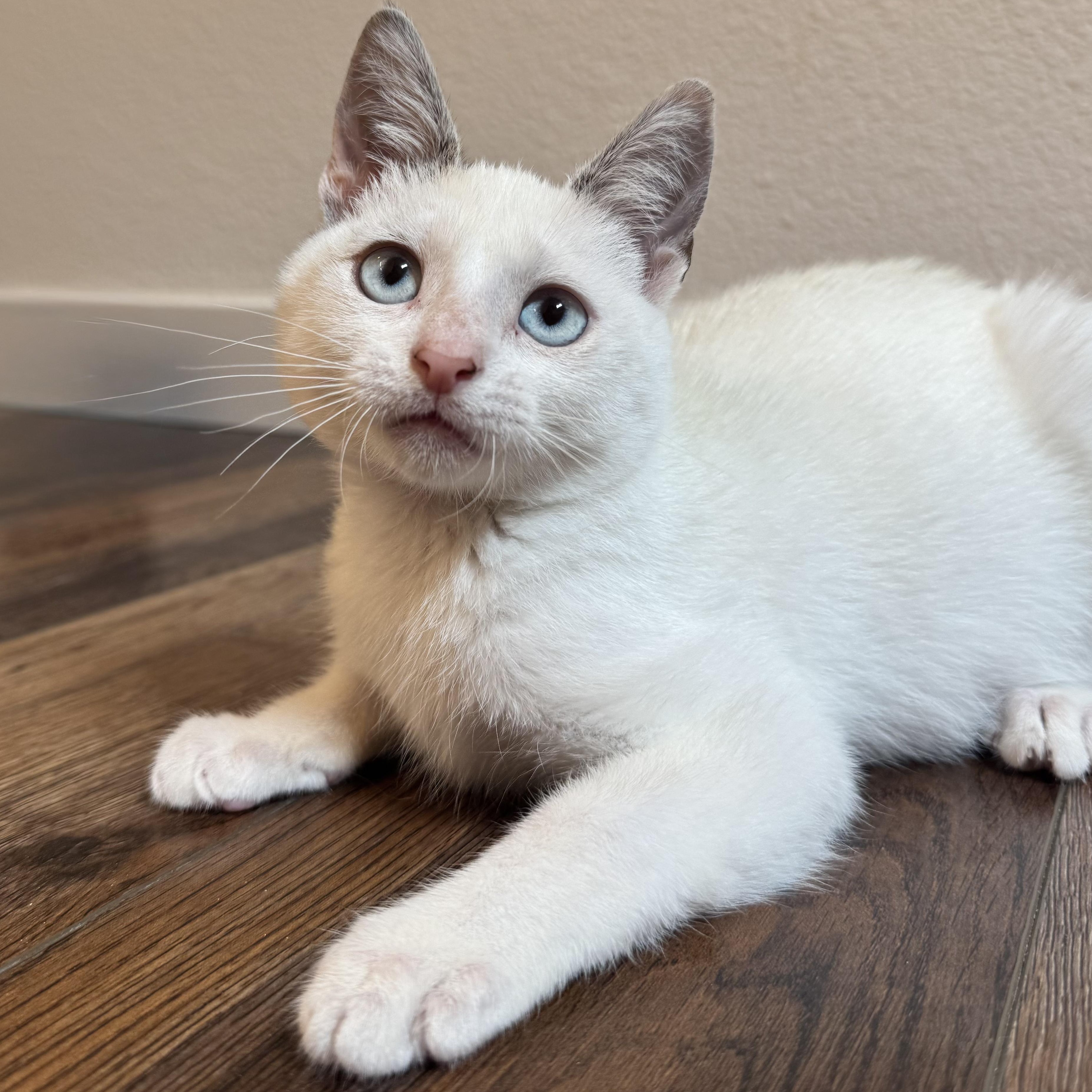 Milo (bonded with Pip), Adoptable, Kitten Male Domestic Short Hair.
