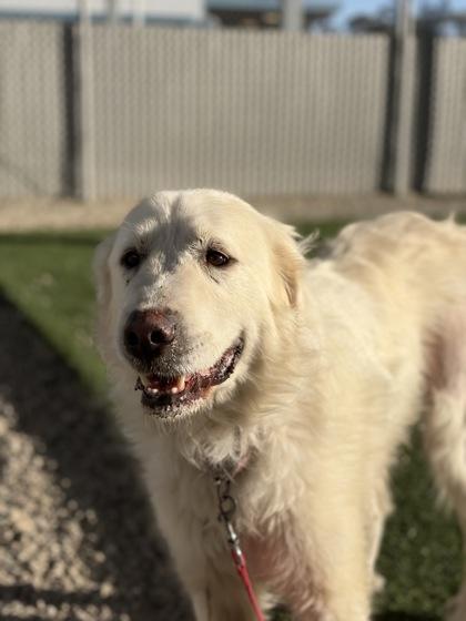 Snow, Adoptable, Adult Female Great Pyrenees & Mixed Breed.