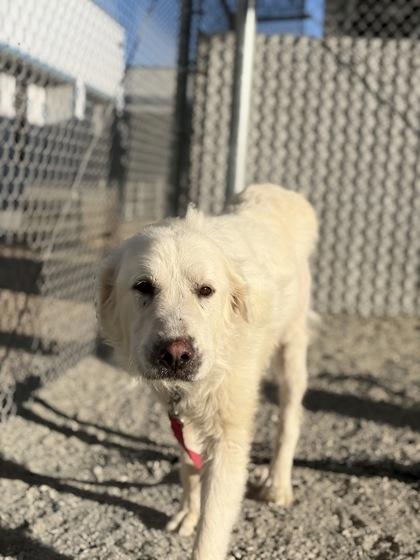 Enlarge Snow, a Adoptable mixed breed in Fresno, CA image 2/3