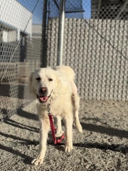 Enlarge Snow, a Adoptable mixed breed in Fresno, CA image 3/3