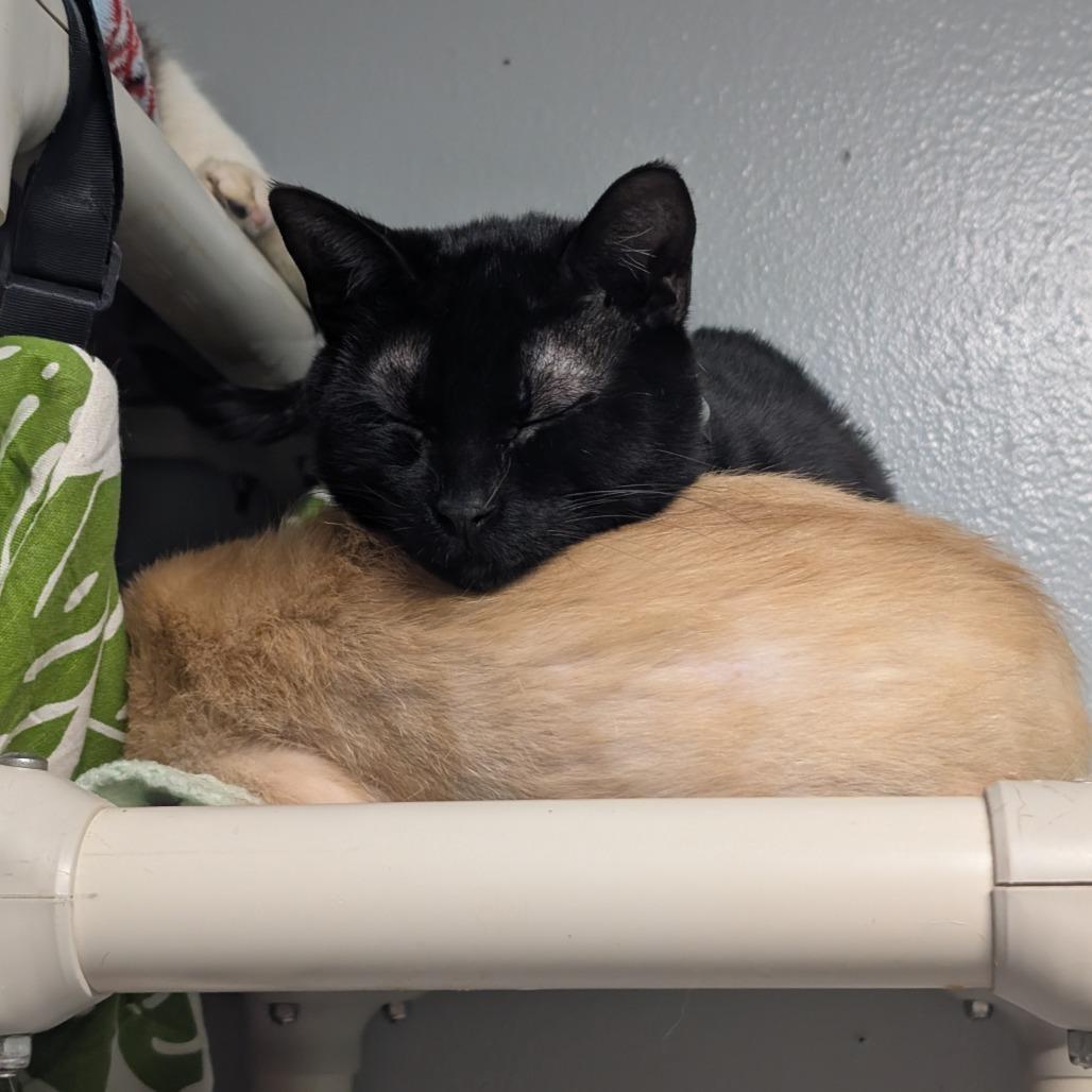 Crow, a Adoptable Domestic Short Hair in Blair, WI image 1/6