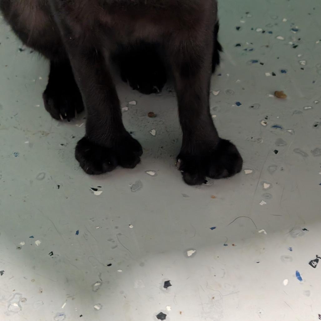 Crow, a Adoptable Domestic Short Hair in Blair, WI image 2/6
