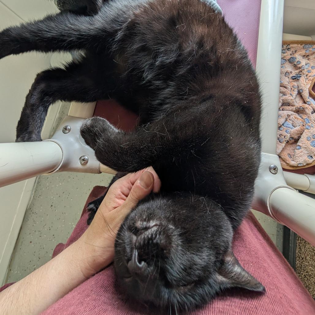 Enlarge Crow, a Adoptable Domestic Short Hair in Blair, WI image 3/6