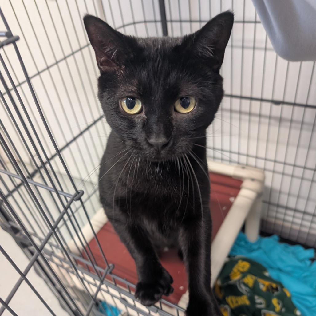 Crow, a Adoptable Domestic Short Hair in Blair, WI image 3/6