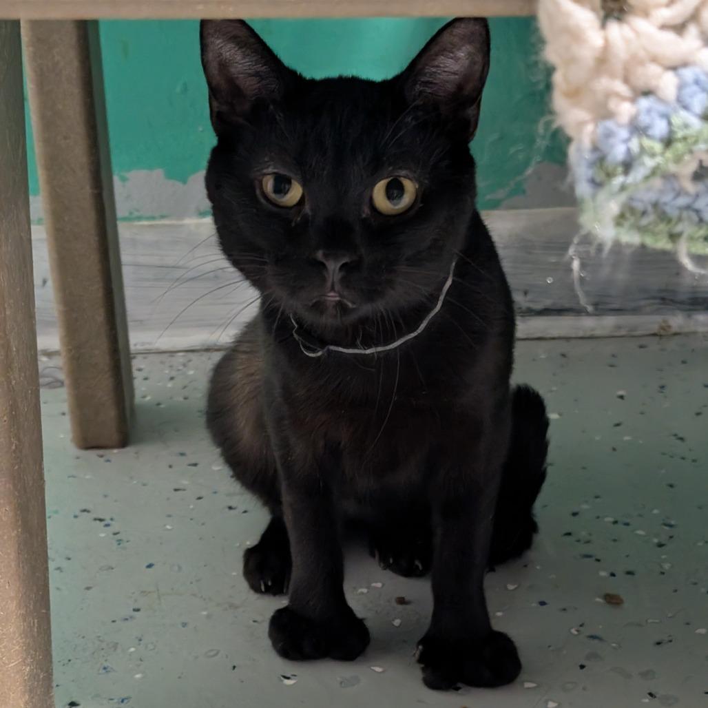 Crow, a Adoptable Domestic Short Hair in Blair, WI image 4/6
