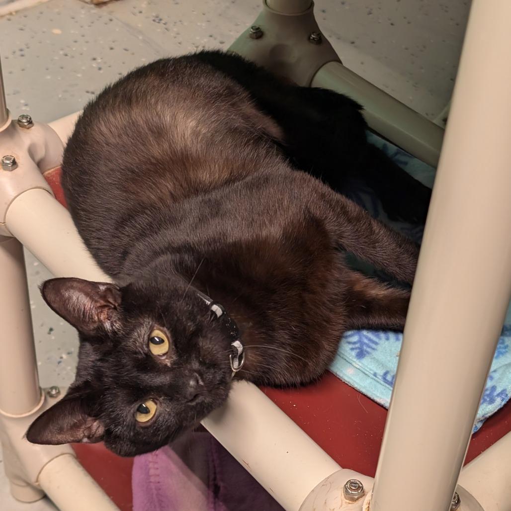 Crow, a Adoptable Domestic Short Hair in Blair, WI image 5/6