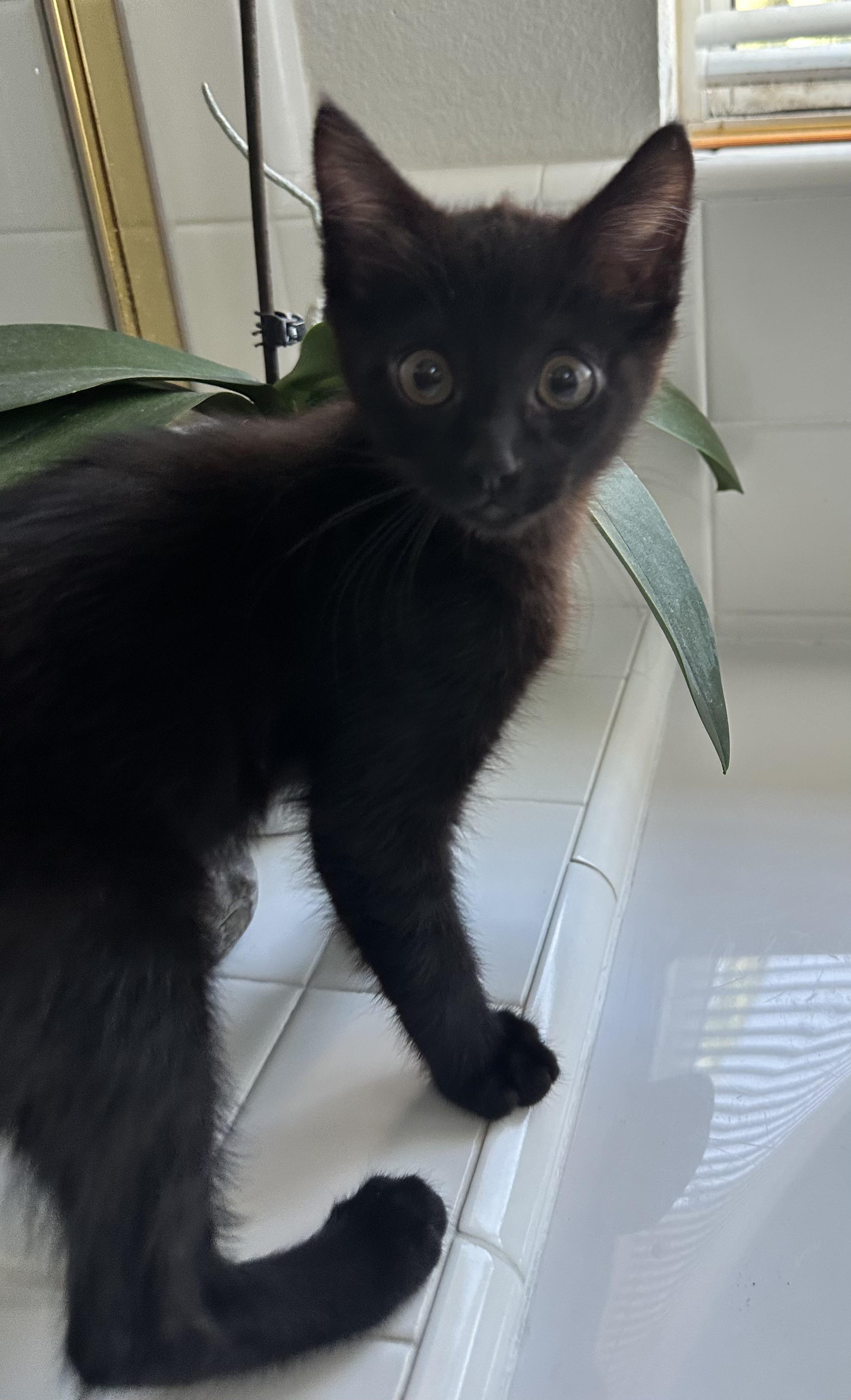 Enlarge Raven, a ADOPTABLE Domestic Short Hair in Antioch, CA image 1/3