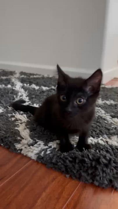 Enlarge Raven, a ADOPTABLE Domestic Short Hair in Antioch, CA video 2/3