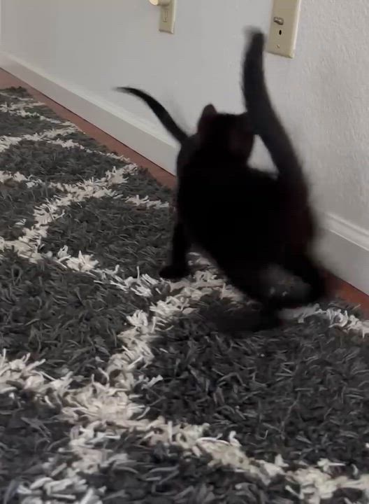 Enlarge Raven, a ADOPTABLE Domestic Short Hair in Antioch, CA video 3/3