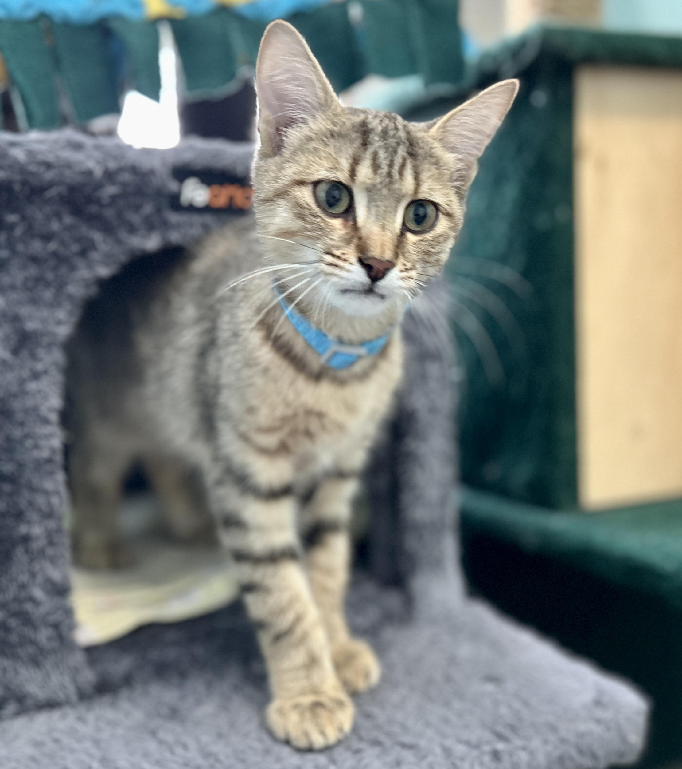 Enlarge Fox, a ADOPTABLE Domestic Short Hair in Guelph, ON image 2/5