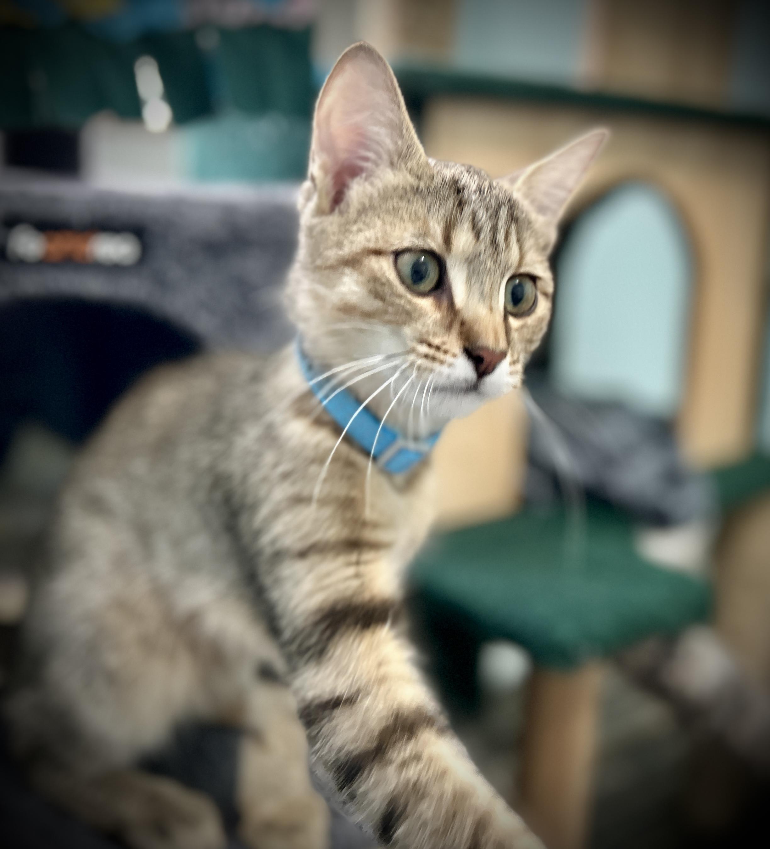 Enlarge Fox, a ADOPTABLE Domestic Short Hair in Guelph, ON image 3/5