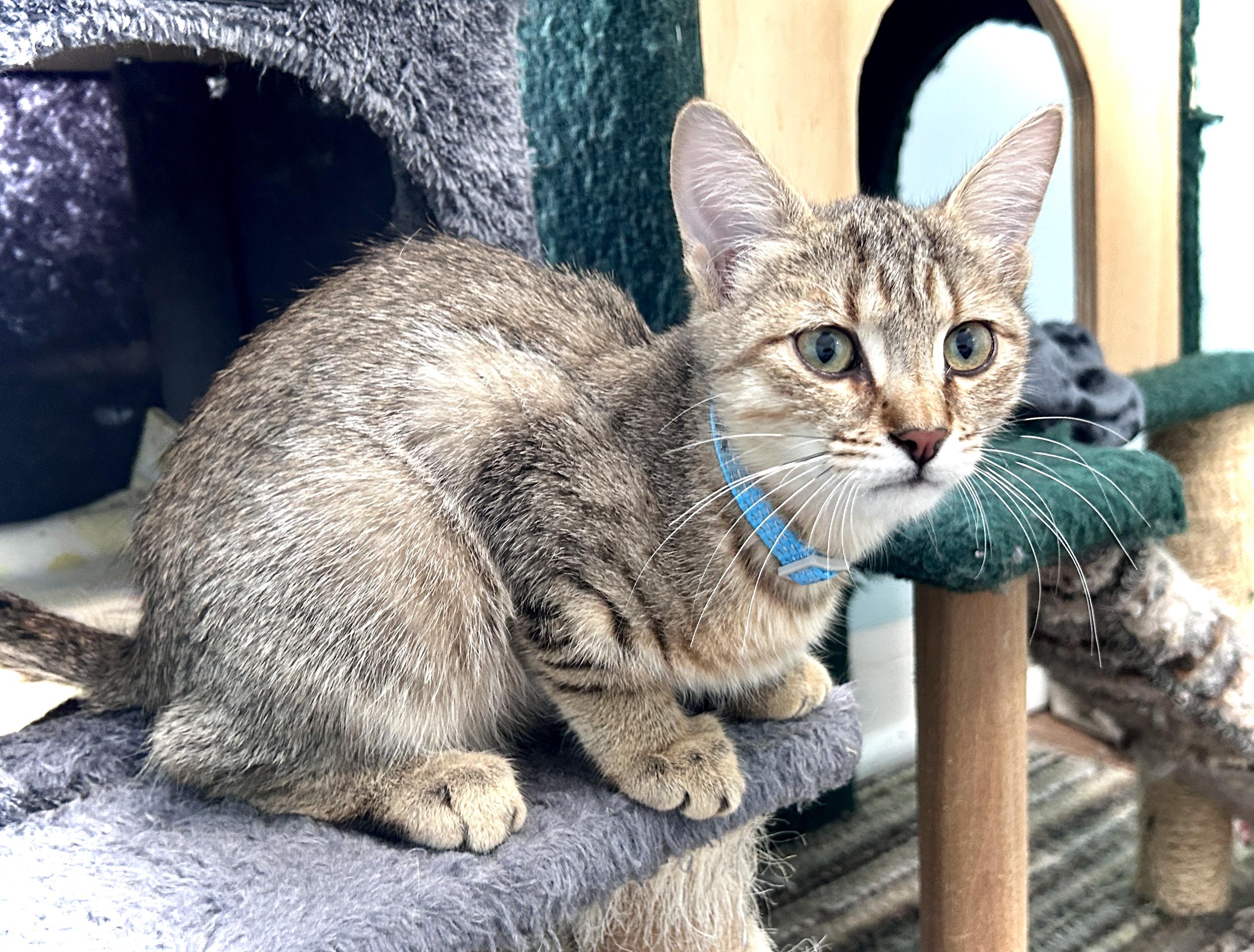 Enlarge Fox, a ADOPTABLE Domestic Short Hair in Guelph, ON image 4/5