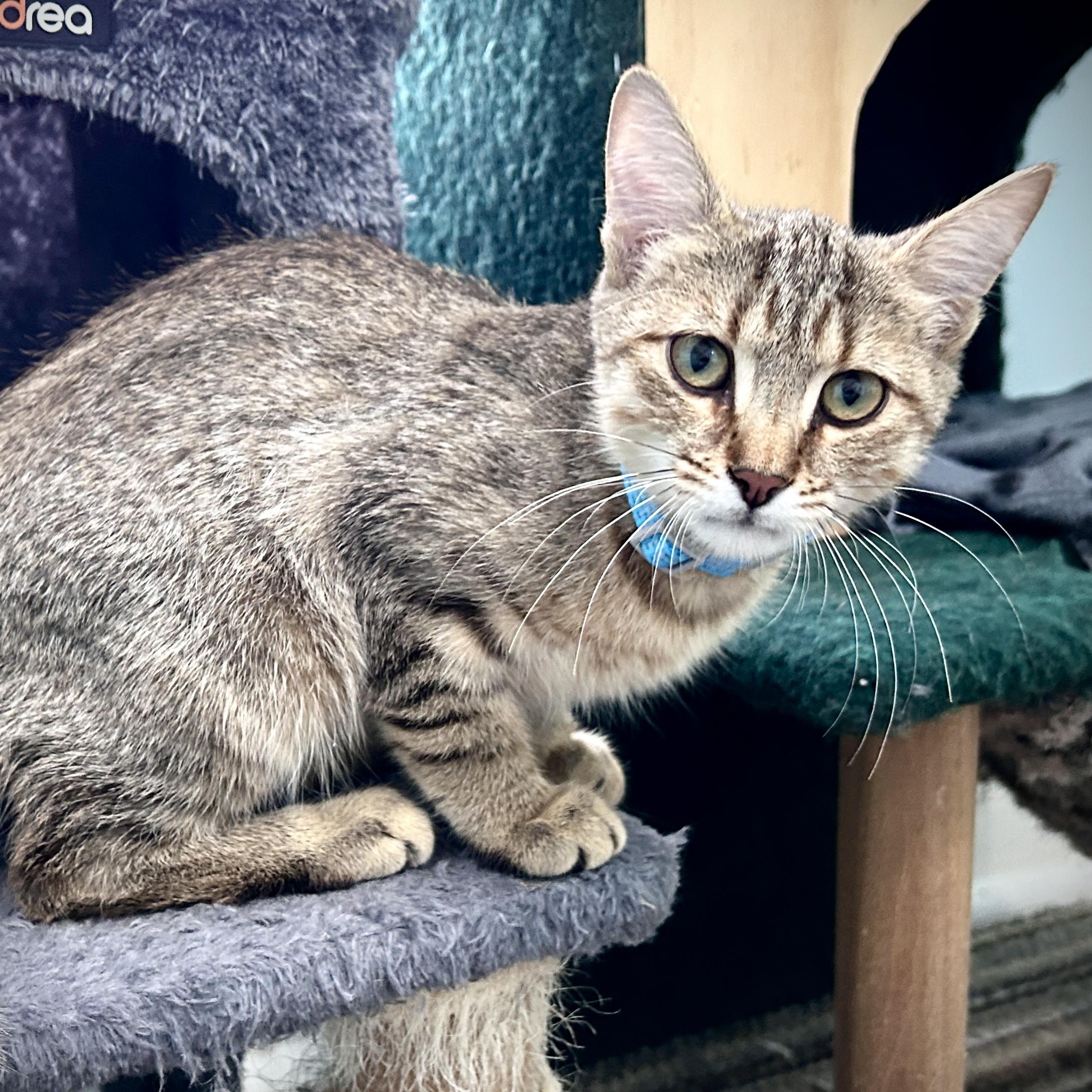 Enlarge Fox, a ADOPTABLE Domestic Short Hair in Guelph, ON image 1/5