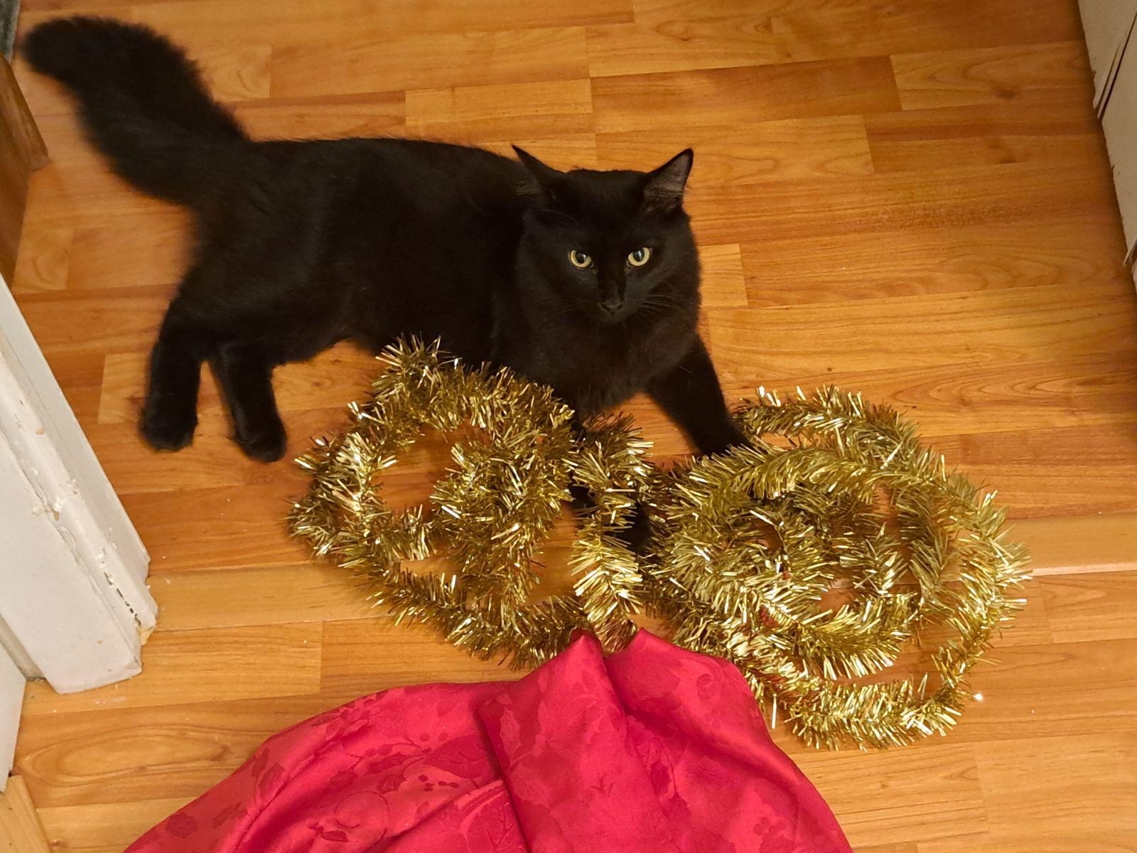 Max, Adoptable, Adult Male Domestic Long Hair.