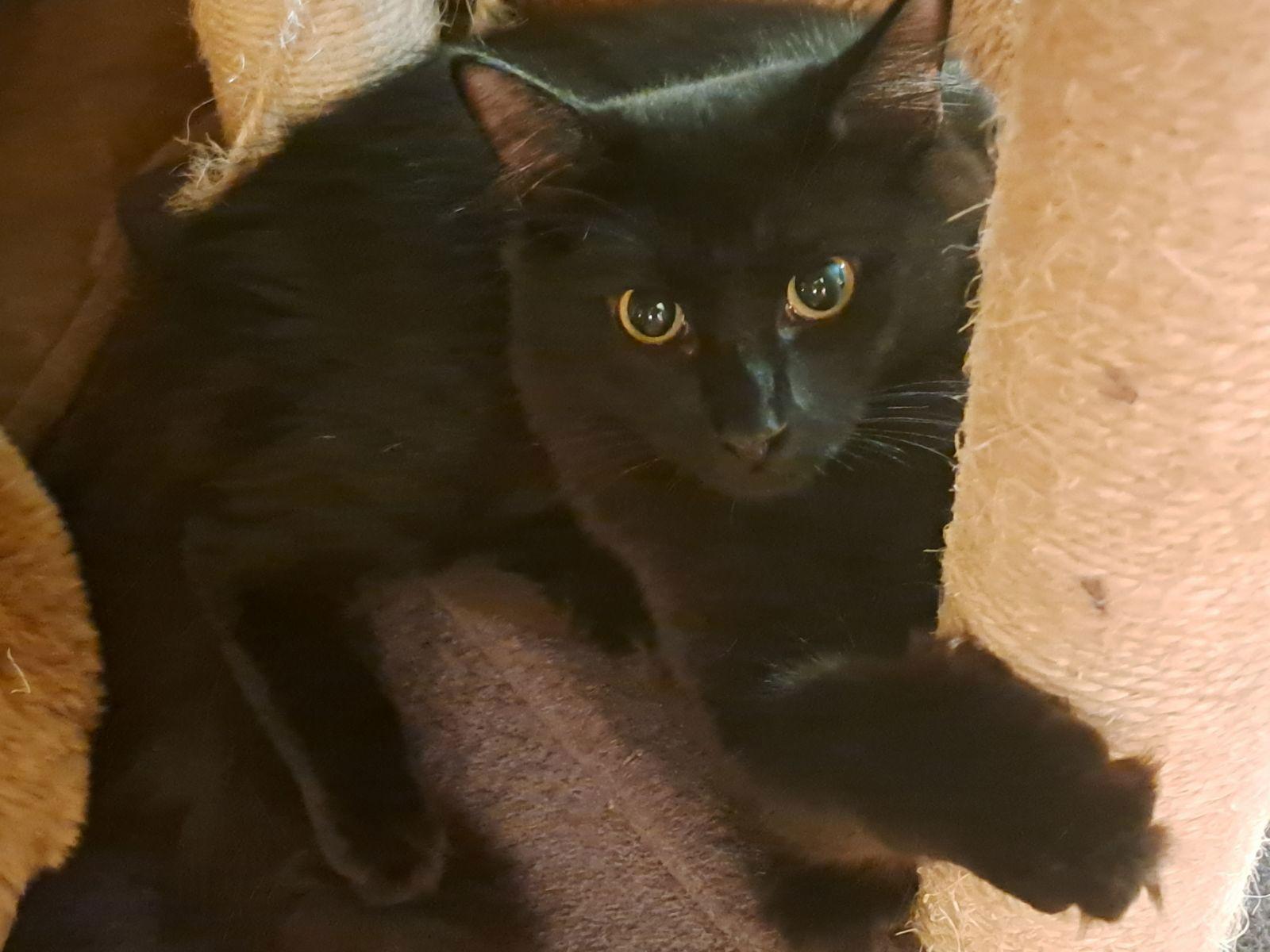 Max, a Adoptable Domestic Long Hair in Fort Myers, FL image 2/2