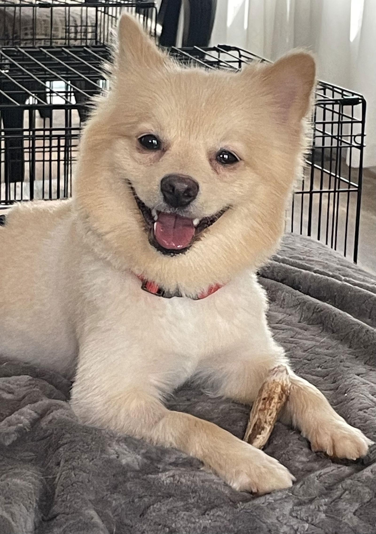 Kash, Adoptable, Adult Male Pomeranian.