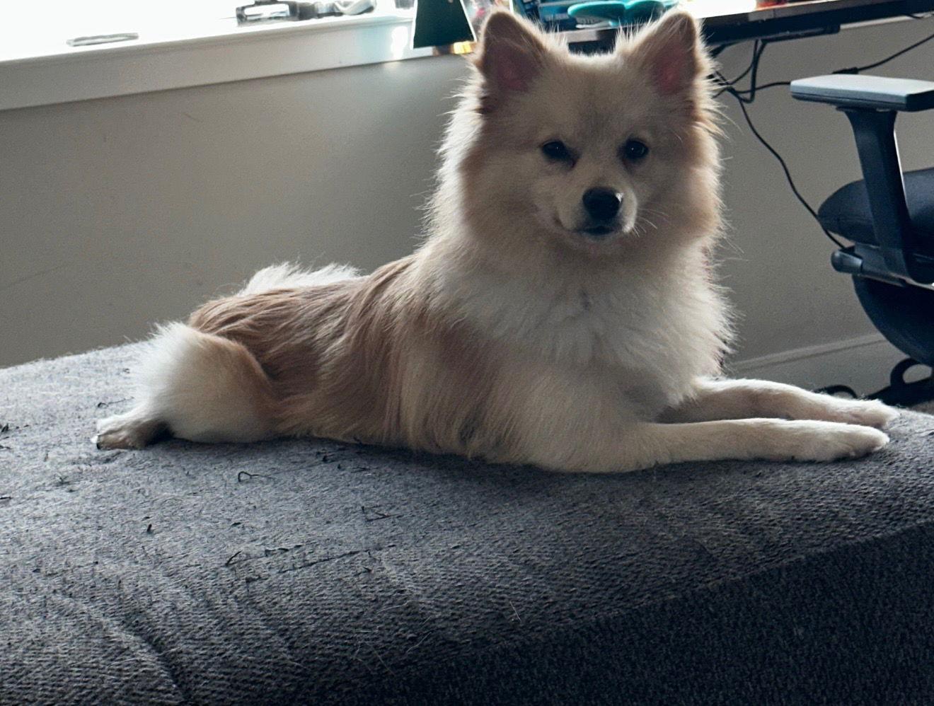 Enlarge Kash, a Adoptable Pomeranian in Doylestown, PA image 2/3