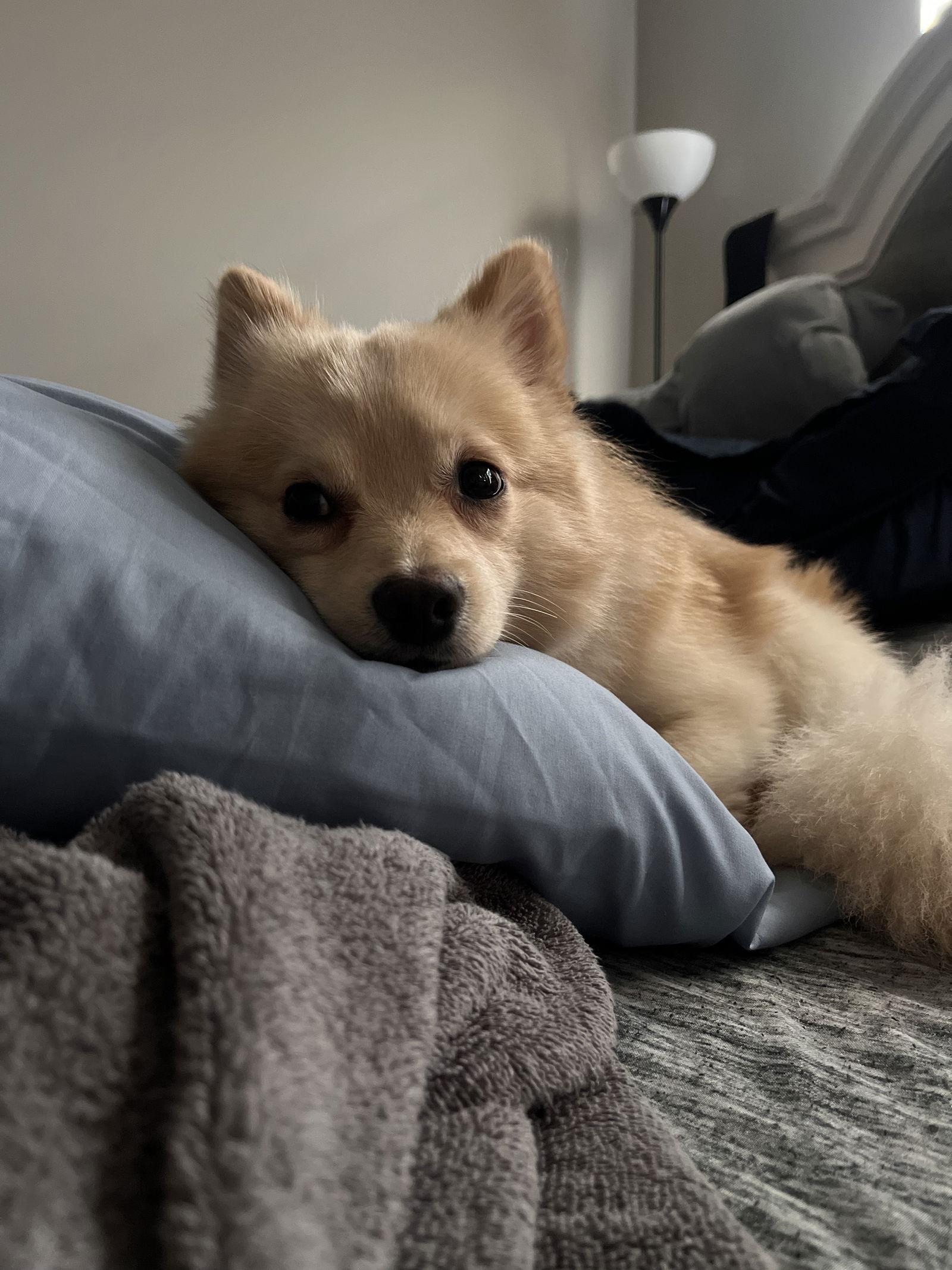 Enlarge Kash, a Adoptable Pomeranian in Doylestown, PA image 3/3