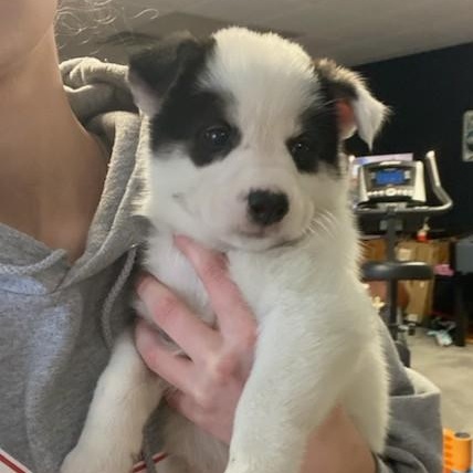 Enlarge Neymar, a Adopted mixed breed in Royersford, PA image 5/5