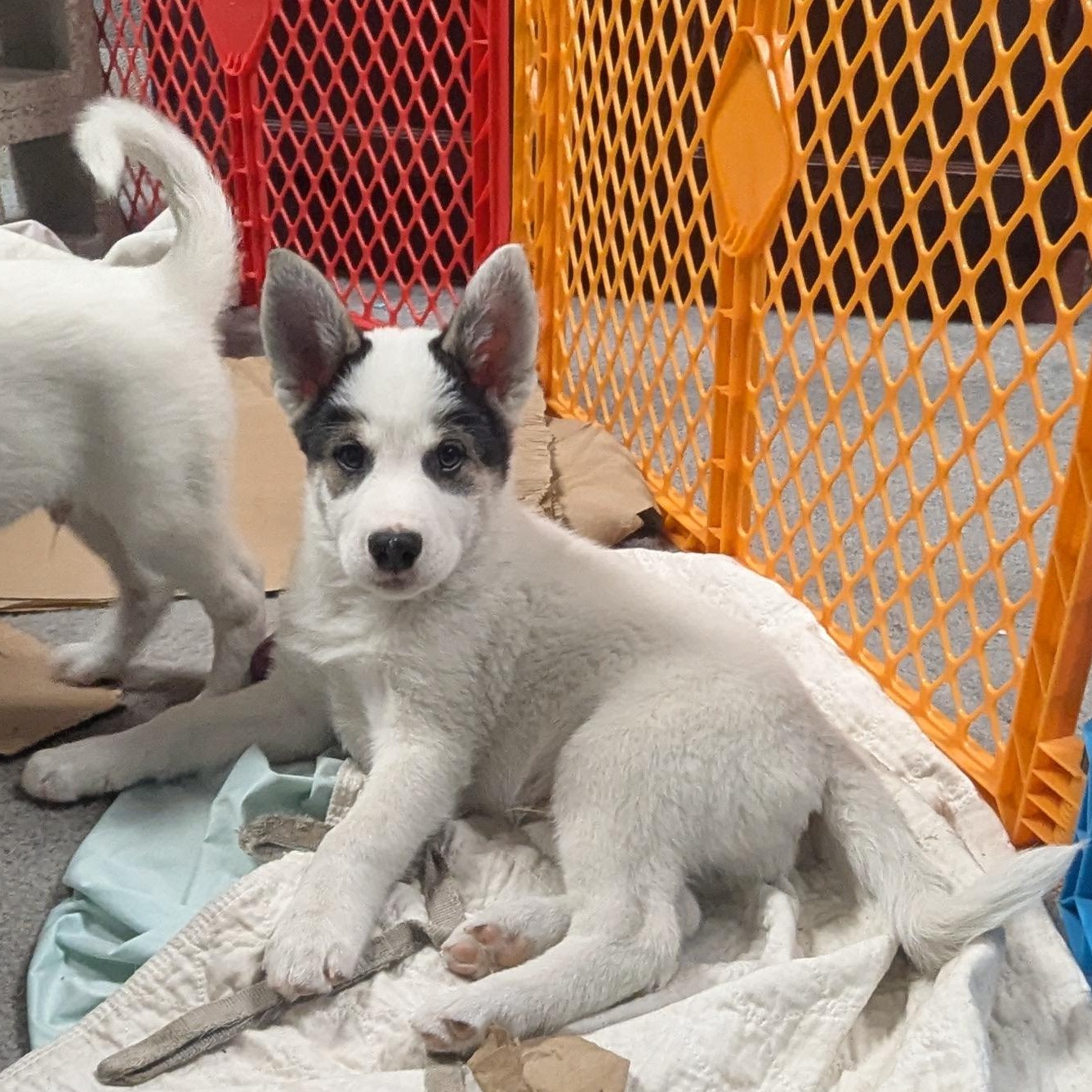 Enlarge Neymar, a Adopted mixed breed in Royersford, PA image 2/5