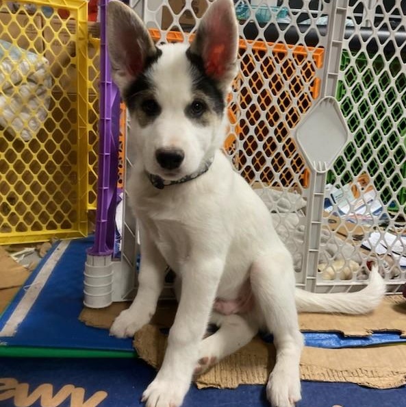 Enlarge Neymar, a Adopted mixed breed in Royersford, PA image 1/5