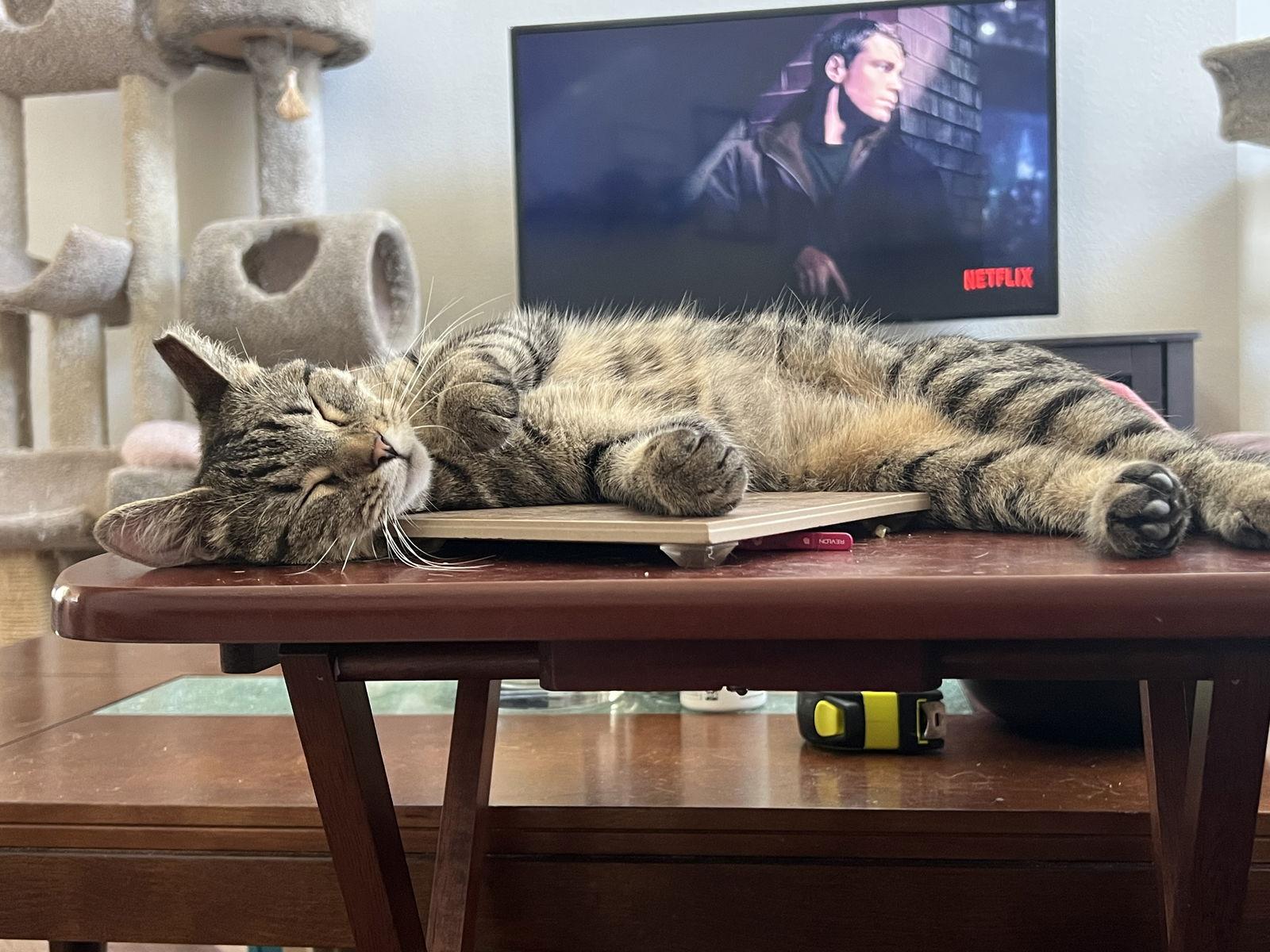 Enlarge Squirmy Wormy, a Adoptable mixed breed in Irving, TX image 1/3