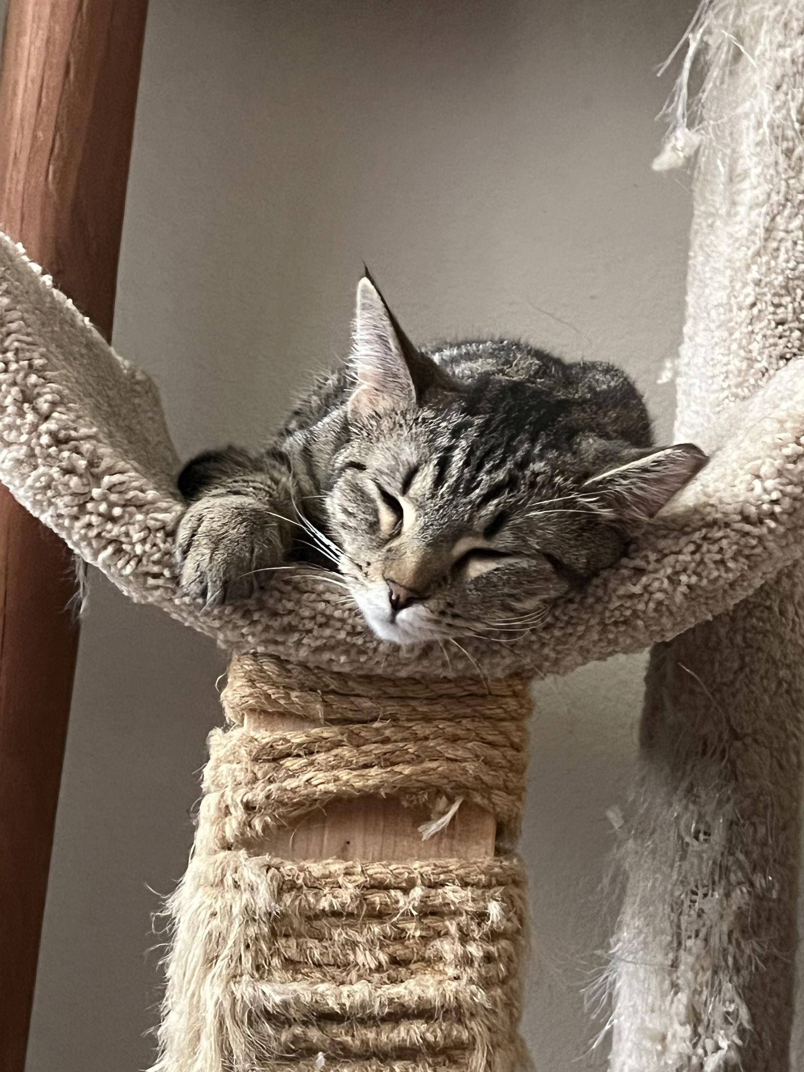 Enlarge Squirmy Wormy, a Adoptable mixed breed in Irving, TX image 2/3