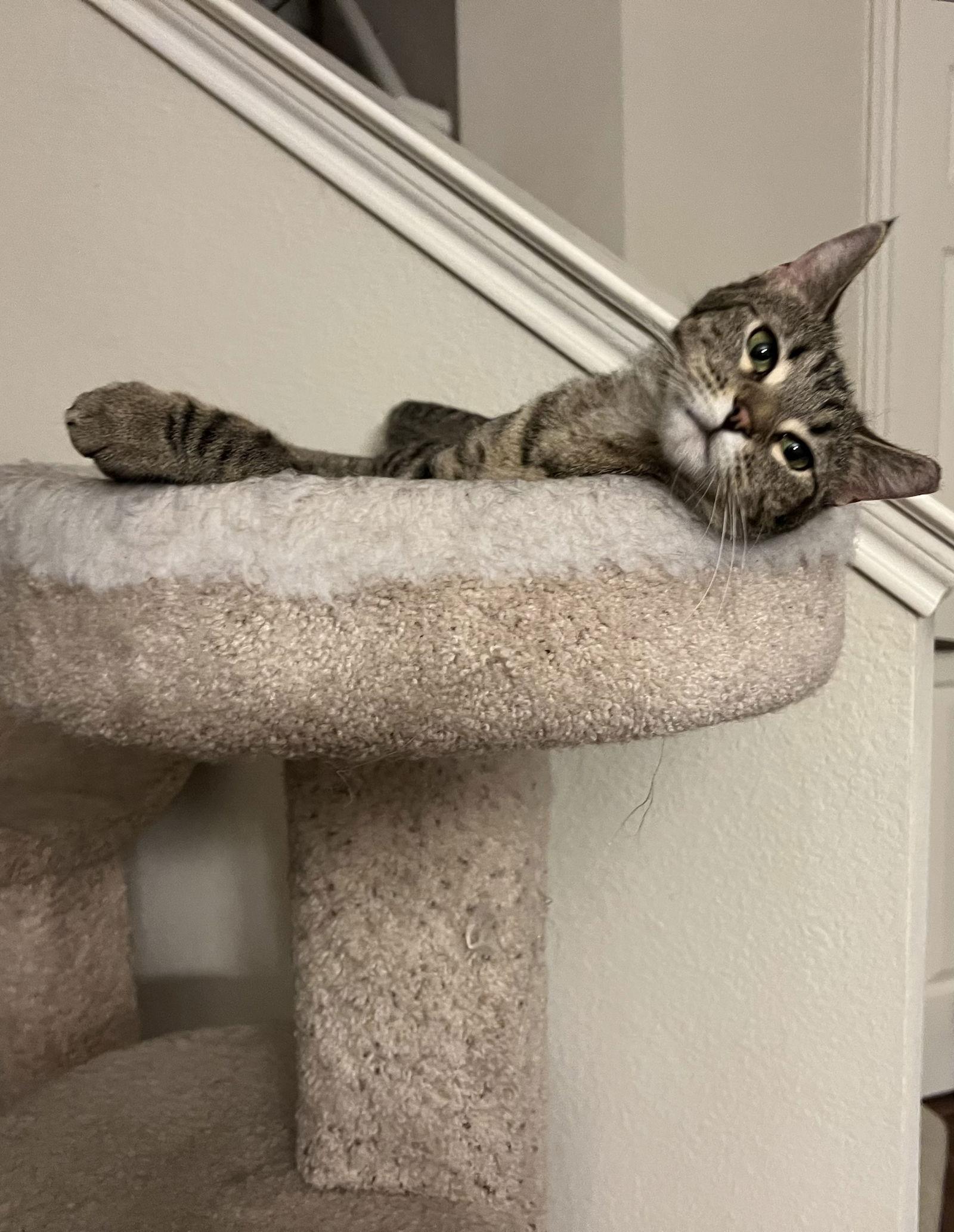 Enlarge Squirmy Wormy, a Adoptable mixed breed in Irving, TX image 3/3