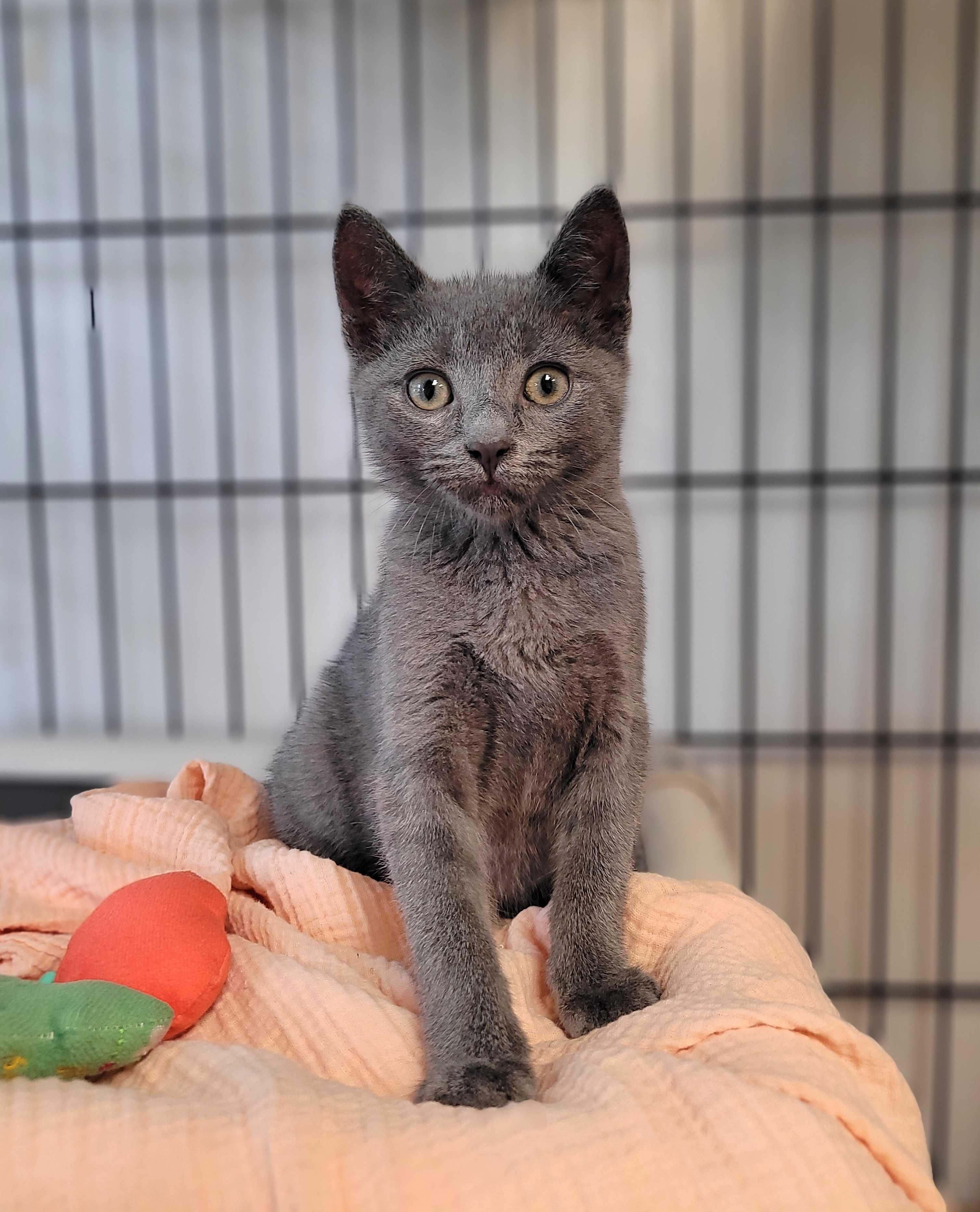 Dickens (IN TRIAL ADOPTION)
