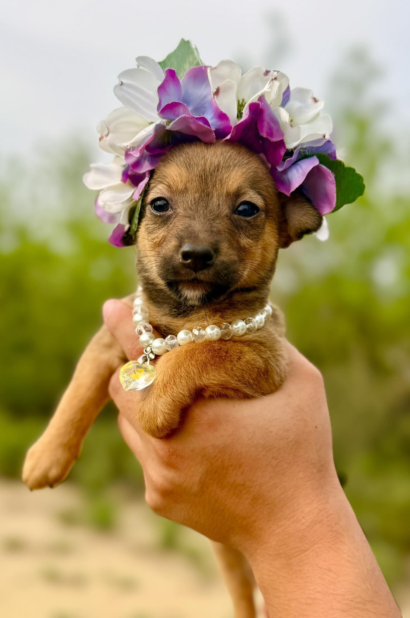 Daphne, adopted, Puppy Female Chihuahua.